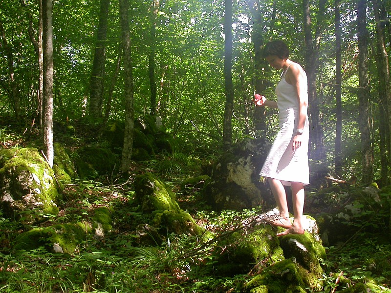 Slovenian Woods 1.JPG